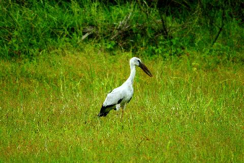 Birds in Goa - Download Goa Photos